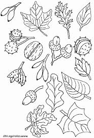 Feuille Automne Coloriage Elegant Coloriage Feuilles Et Fruits D Automne Dessin Feuille Automne Coloriage Automne Coloriage