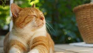 The Domestic Shorthair Cat Lifespan My British Shorthair