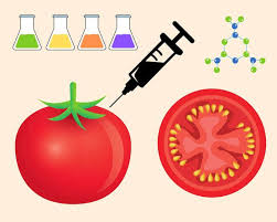 Los organismos genéticamente modificados (OGM) son plantas, animales o microbios a los que se les ha modificado su ADN usando