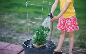 Different types of tomato plants need different amounts of water to thrive, and how much water your tomatoes need and how often they should be baby tomato plants and seedlings are generally grown in seed trays or relatively small containers, so they will need to be watered the most frequently. How Often Should You Water Tomatoes In A Raised Bed