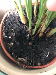 These flower heads dry into little brown prickly balls that stick to everything, inspiring the invention of velcro fasteners. Weird Brown Balls At Base Of Palm Houseplants