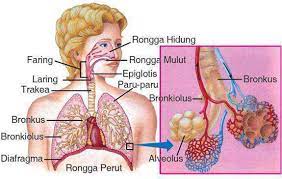 Penyakit yang menyerang sistem respirasi. Sistem Pernapasan Manusia Disertai Gambar Dan Fungsinya Ciptacendekia Com