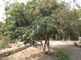 Image result for Dialium