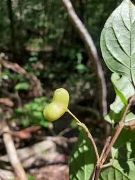 Image result for Mostuea brunonis