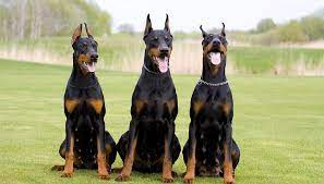 Best Suited Dog Breeds For Indian Climate