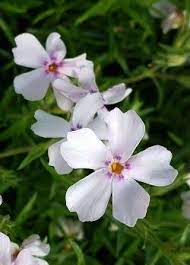 Alphabetically by price low to high by price high to low by popularity. Louisiana Native Plants Almost Eden
