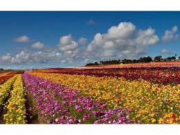 From elegant to modern, cheery, exotic, zen, romantic to english garden styles. San Diego S Spring Flower Fields Displays Festivals