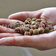 Image result for Mallotus