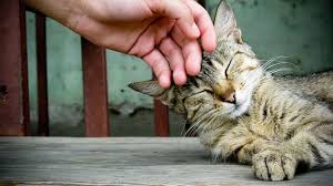 My first cat was terrified and shy. How To Earn A Cat S Trust Purrfect Love