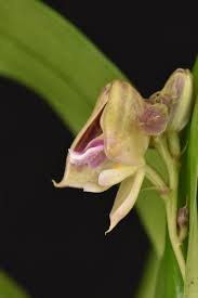 Image result for Polystachya galeata