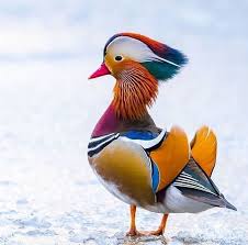 Name Birds That Start With F Coquelicot On Instagram Fantastic Tag Ur Friends To See This Magic Coquelicot Lifestyle Fashio In 2020 Bird Pictures Animals Beautiful Mandarin Duck