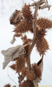 Image result for Xanthium