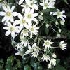 Clematis paniculata is a shrub. 3