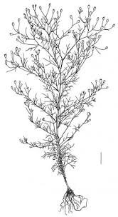 Image result for Schkuhria pinnata
