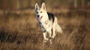 We do not have a facility, all our dogs live in volunteer foster. German Shepherd Husky Mix Gerberian Shepsky Breed Info