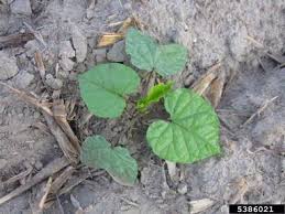 Image result for Ipomoea turbinata