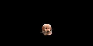 Kailee is light golden retriever and is bred with a full english cream male stud ralphie rader. Northland Goldens