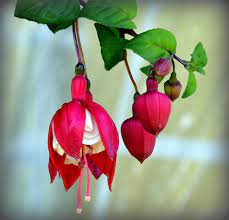 Calm Down Radiant Nursing Fuchsia Flower Flowers Flower Photos