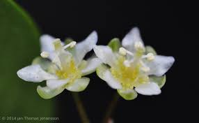 Image result for Clutia pulchella