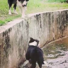 Anne Baba Zor Gunler Icin Var Animals Beautiful Animals Cute Animals