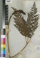 Image result for Arachniodes webbiana