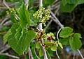 Image result for Cissus humbertii