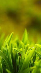 Green Macro Grass Sahil