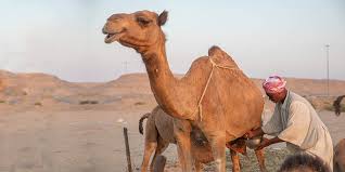 Compare that to cow's milk, and it's almost 30 times the price. Camel Milk Is All That Glitters Gold