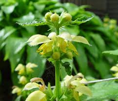 Image result for Lamium galeobdolon