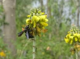 Image result for Crotalaria comosa