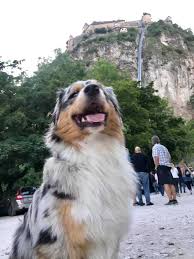 Außerdem gibt es tolle ermäßigungen. Hunde Erlaubt Ausflugsziele Mit Hund In Karnten Top 10 Ausfluge