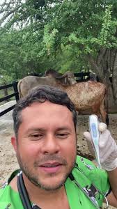 Toma de Temperatura en Ganado Bovino por Dr. Gabriel Avila