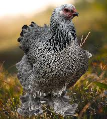 Image result for Dark Brahma Jewel 2009 Acadia