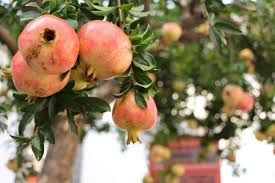 Once the tree's roots are established, you can cut. Pomegranate Seed Germination Time Process Anar Gardening Tips