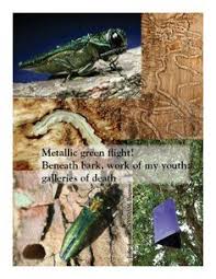 The term is particularly used for creatures that damage crops, livestock, and forestry or cause a nuisance to people, especially in their homes. 20 Insect Pests Of Plants Ideas Insect Pest Pests Ash Borer