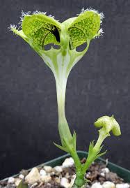 Image result for Ceropegia multiflora