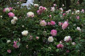 Marie Van Houtte Tea Heritage Rose Tea Roses Garden Bulbs