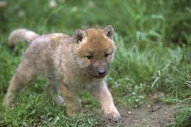Wolf Pup Baby Wolf Baby Wolves Wolf Pup