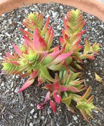 Image result for Crassula capitella
