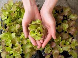 How do you pick lettuce from the garden. Picking Loose Leaf Lettuce How To Harvest Leaf Lettuce