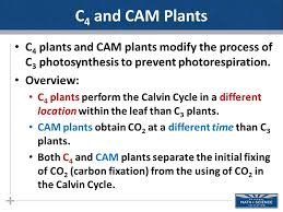 Photosynthesis Part Ii Ppt Download
