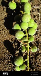 Image result for Pappea capensis