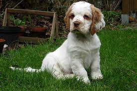 There is a debate as to the origins of the clumber spaniel with both france and england laying claim to the dog. Working Clumber Spaniel Puppies Cheap Buy Online