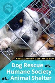 Humane Society Vs Animal Shelter Vs A Dog Rescue Rescue Dogs Humane Society Animal Shelter
