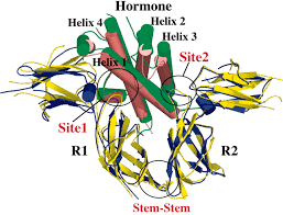Human growth hormone (hgh) also known as somatotrophin is classified as a polypeptide hormone. The High And Low Affinity Receptor Binding Sites Of Growth Hormone Are Allosterically Coupled Pnas