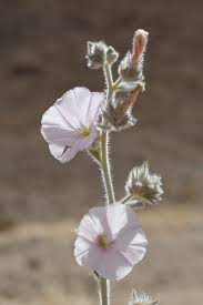 Image result for Convolvulus ocellatus