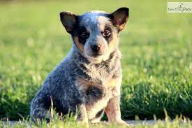 Set of 10 unicorn shells. Candy Aust Cattle Dog Female Heeler Puppies Austrailian Cattle Dog Cattle Dogs Rule