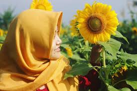 Bunga matahari dalam bahasa latin (helianthus annuus l) merupakan salah satu jenis bunga yang tumbuh mekar dalam satu tahun sekali (musiman). Contoh Gejala Alam Biotik Dalam Kehidupan