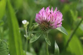 Rot Klee Trifolium Pratense Roter Klee Klee Im Rasen Klee Im Rasen Entfernen