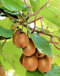 Kiwi is a delicious fruit to savor and it's also filled with vitamin c. How To Grow Kiwi Fruit In Your Home Growing Kiwi Plants Kiwi Fruit Care